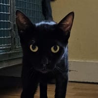 SAPHIR QCT, chatte à adopter