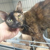 DENALI QCT, chatte à adopter
