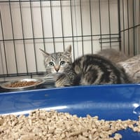TRIP QCT, chatte à adopter