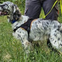 TEX, chien à adopter