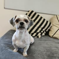 TOOTSIE, chienne à adopter