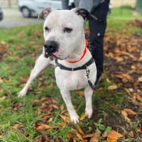 KIWI (en placement provisoire), chien à adopter