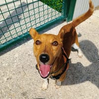 FAST QCN (réservé), chien à adopter