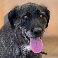 TINA, chienne à adopter