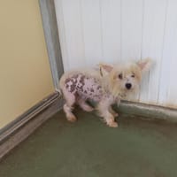 Canaille, chienne à adopter
