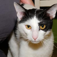 GRAFITTI A17134, chat à adopter