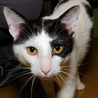 GRAFITTI A17134, chat à adopter