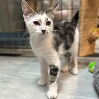 CHATVA, chat à adopter