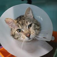 FELINI, chat à adopter