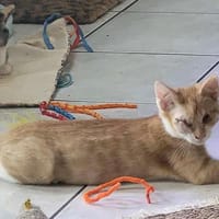 CARAMEL, chat à adopter
