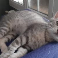 INDIA, chatte à adopter