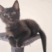 NOIREAUDE, chatte à adopter