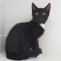 OREO CHA, chat à adopter