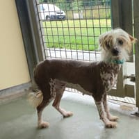 Dakota, chienne à adopter