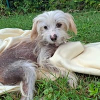 DEVON, chienne à adopter