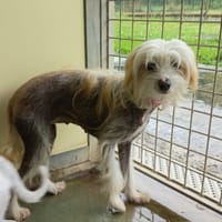 Dounia, chienne à adopter