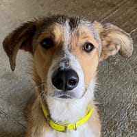 PADDBOL, chien à adopter