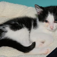 CHESTNUT A17095, chat à adopter