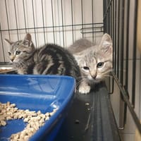 BAD QCT (réservé), chat à adopter