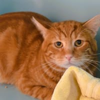 Pop's Cab4163, chat à adopter