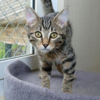 TIG A17109, chat à adopter