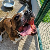 PYRUS QCN, chien à adopter