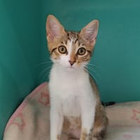 HaÏku (en  cours d'adoption), chatte à adopter