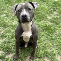 Zizou CAA13883, chien à adopter