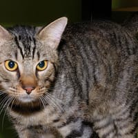 NALO A17133, chat à adopter