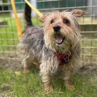 SIMEA OAA19845, chienne à adopter