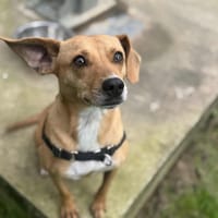 LEVEL OAA19844, chien à adopter