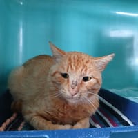 COCO, chat à adopter