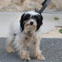 FLORA HAA24573, chienne à adopter