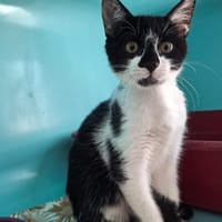 Anette, chatte à adopter