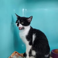 Anette, chatte à adopter