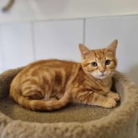 ANNA, chatte à adopter