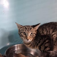 Bafou, chatte à adopter