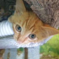 X-MEN QCT, chat à adopter