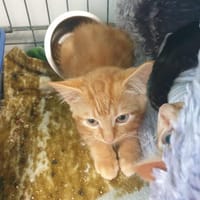 CHARLES QCT (réservé), chat à adopter