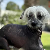 Lonso CAA13865, chien à adopter