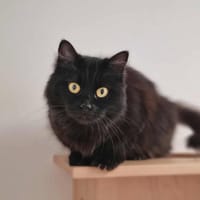 PICHOU, chatte à adopter