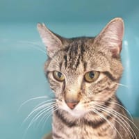BUDDY QCT, chat à adopter