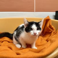 TIANA, chatte à adopter