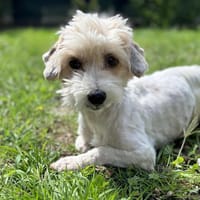 Iota CAA13875, chienne à adopter