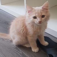 PEPITO, chat à adopter