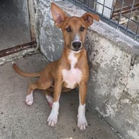 Pacou [Chiot], chien à adopter