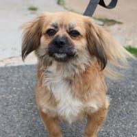 GINGER HAA24572, chienne à adopter