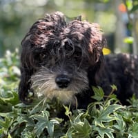 Imbu CAA13866, chien à adopter