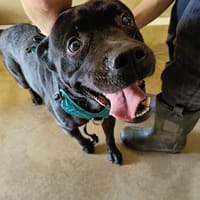 FURIOUS QCN (Réservé), chien à adopter