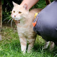 BIBI A17028, chat à adopter